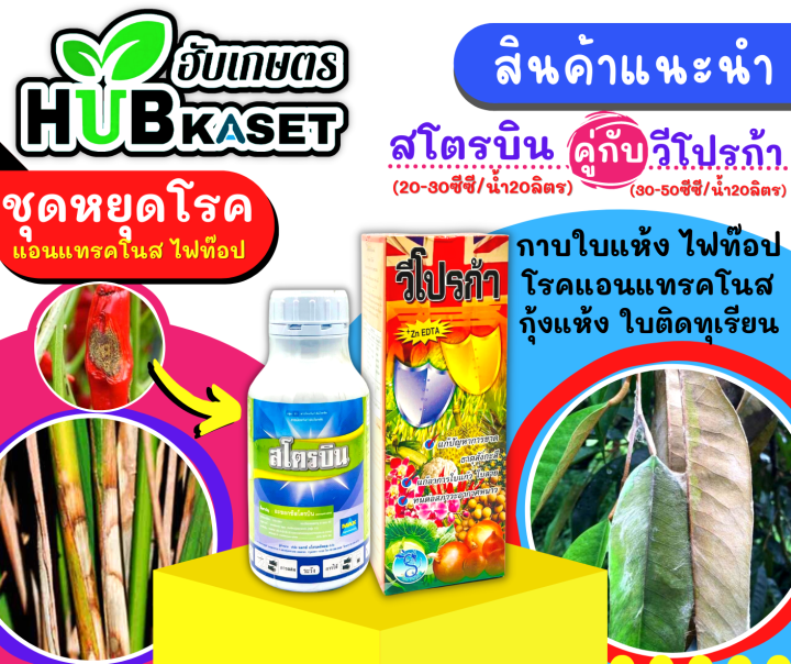 สโตรบิน-500ซีซี-อะซ็อกซีสโตรบิน-ป้องกันเชื้อรากาบใบแห้ง-แอนแทรคโนส