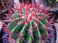 Ferocactus acanthodes v albispinus (10 เมล็ด)