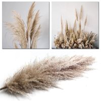 【cw】 1pcs Pampa Decoration Reed Christma Bouquet Dried Weed Large W7l5