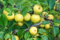 ต้นสาลี่ Golden Pears/ สาลี่ทอง /รสหวาานผลกลม/ ปลูกในพื้นที่อากาศค่อนข้างหนาว /ต้นพันธุ์เเข็งเเรง