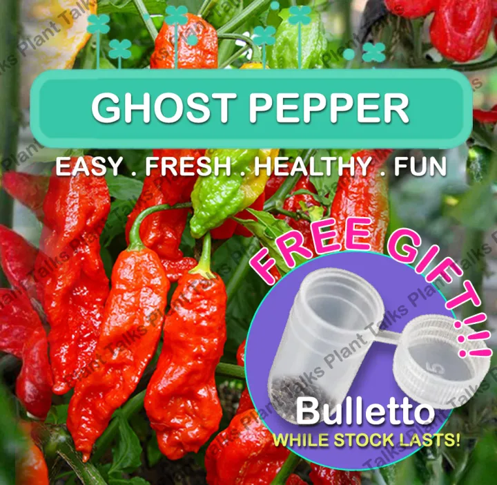 Red Ghost Pepper Plant Seeds / Ghost Pepper / Red Pepper / Seed / Corn