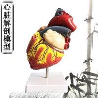 Heart model can remove the human organs heart mold structure of human body internal standard simulation model