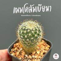 แมมโคลัมเบียนา Mammillaria Columbiana แคคตัส กระบองเพชร cactus&amp;succulent