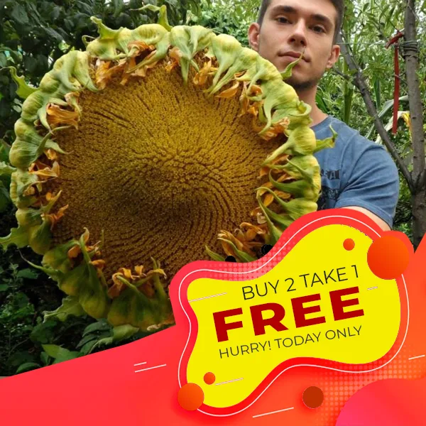 Sunflower Seeds Giant Sunflower Sunzilla Ukraine Lazada PH