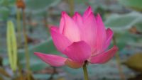 5 เมล็ดพันธุ์ บัว สายพันธุ์ Lotus of the Clear Moon สีชมพู นำเข้าจาก อเมริกา เพาะปลูกและเก็บเมล็ดในไทย ขยายพันธุ์ในไทยได้