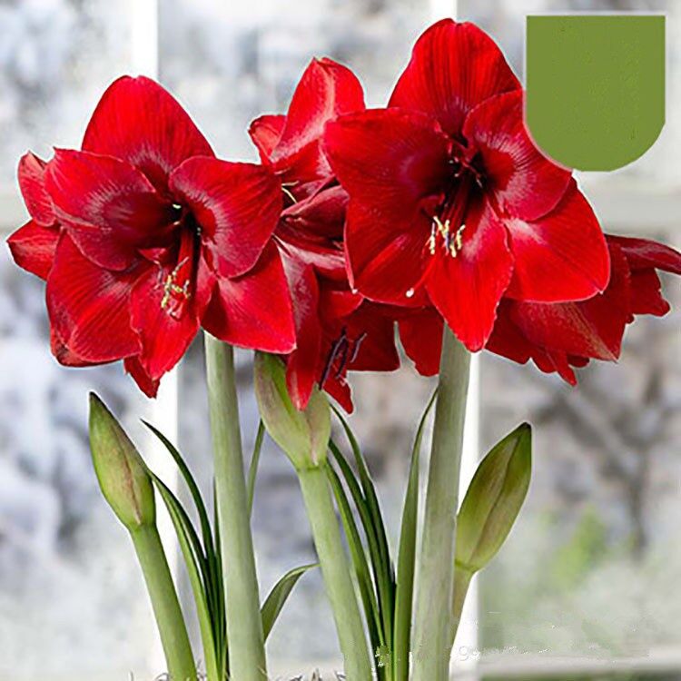 Perennial Ice Queen Amaryllis Bulbs Flower Bonsai Beautifying Giant Garden Plant 
