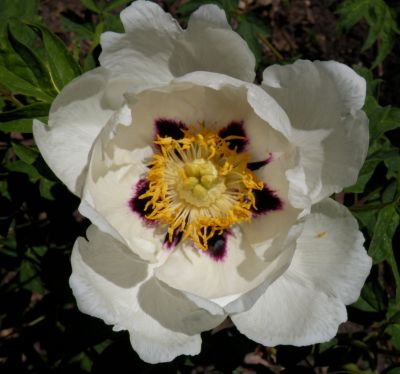 10 เมล็ด เมล็ดโบตั๋น ดอกโบตั๋น ดอกพีโอนี (Peony) สีขาว White Peony ดอกไม้นี้​เป็นสัญลักษณ์ของความมั่งคั่งร่ำรวย ความซื่อสัตย์ อัตรางอก 70-80%