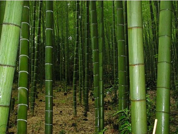 ขายส่ง-100-กรัมหรือ-1-ขีด-เมล็ดไผ่moso-ไผ่โมโซ-moso-bamboo-phyllostachys-pubescens-ไผ่ลำเดี่ยว-ไผ่-bamboo-สารสกัดจากไผ่-พืชเศรษฐกิจ-สายพันธุ์ไผ่-ถ่านไม้ไผ่