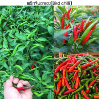 เมล็ดพันธุ์ พริกจินดาแดง(Bird chilli) 95 เมล็ด ปลูกง่าย ปลูกได้ทั่วไทย