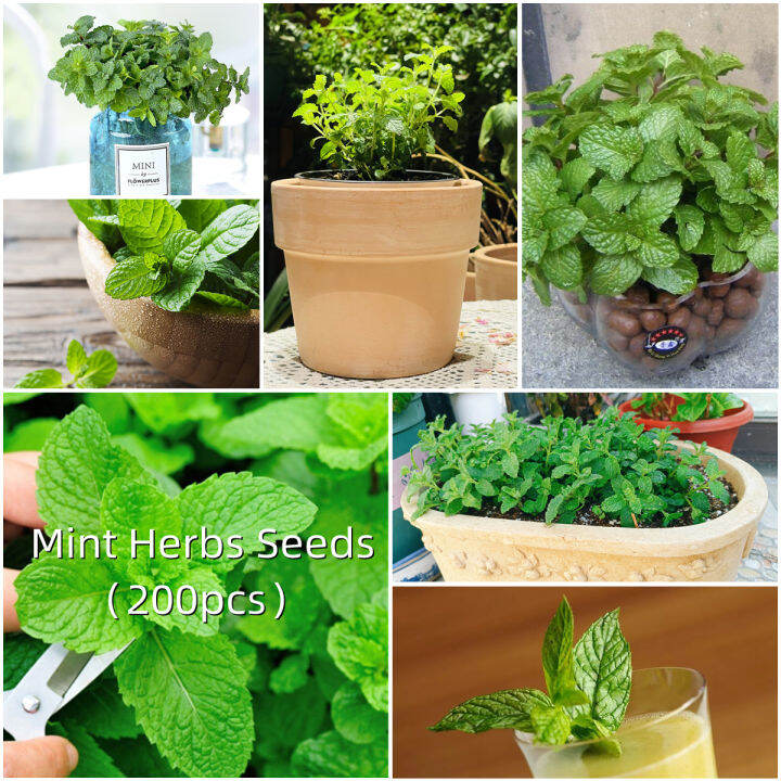 Malaysia Fast Germination 200pcs Mint Herbs Plant Vegetable Seed Wellgrow Seed Anak Pokok Benih