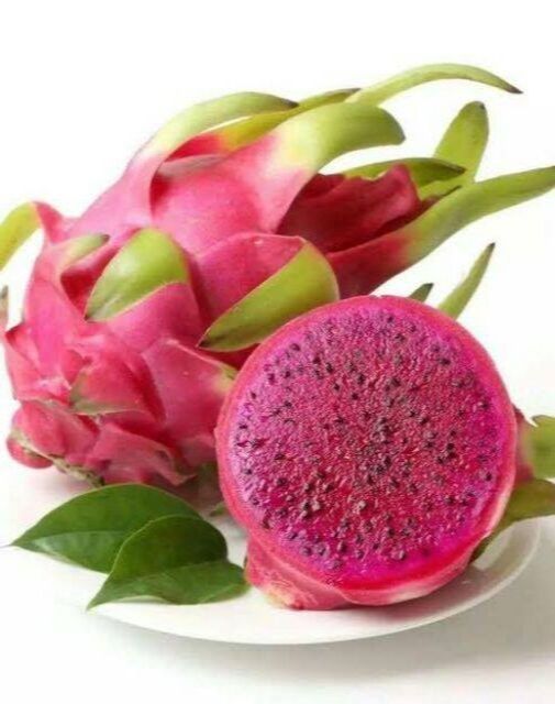 10-เมล็ด-เมล็ดแก้วมังกร-pitaya-dragon-fruit-พันธุ์ไต้หวัน-ของแท้-100-อัตราการงอก-70-80-มีคู่มือปลูก-ปลูกในกระถางได้