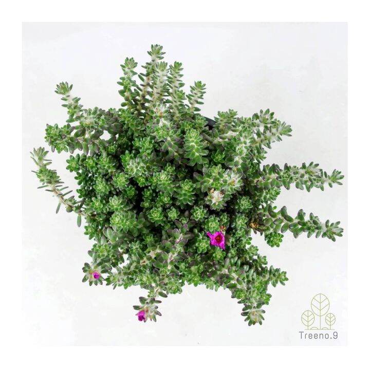 โปรโมชั่น-t323-ปอร์ตูก้า-หรือ-แพรบลาซิล-portulaca-werdermannii-กระถาง-8-นิ้ว-สูง-20-25-cm-ไม้ดอกสีสดสวย-พุ่มเล็ก-ราคาดี-ต้นไม้-ฟอก-อากาศ-กระถาง-ต้นไม้-ไม้-ประดับ-ต้นไม้-ปลูก-ใน-บ้าน