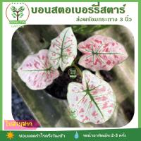 บอนสี สตอเบอร์รี่ สตาร์ ขาวชมพู Caladium Strawberry star มีใบ 3-4 ใบนะคะ ส่งพร้อมกระถาง 4 นิ้ว ต้นไม้สวย