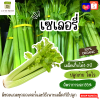 เมล็ดพันธุ์เซเลอรี่ 500 เมล็ด อัตราการงอก95% ปลูกง่าย โตไว (มีของแถมเป็นเมล็ดผักกวางตุ้งทุกออเดอร์)