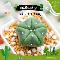 ห้าพูเว้าปลาดาว (ไม้เพาะเมล็ด) 3-3.5cm หน้าไม้อาจมีการเปลี่ยนแปลง อัพเดต 5กันยา66