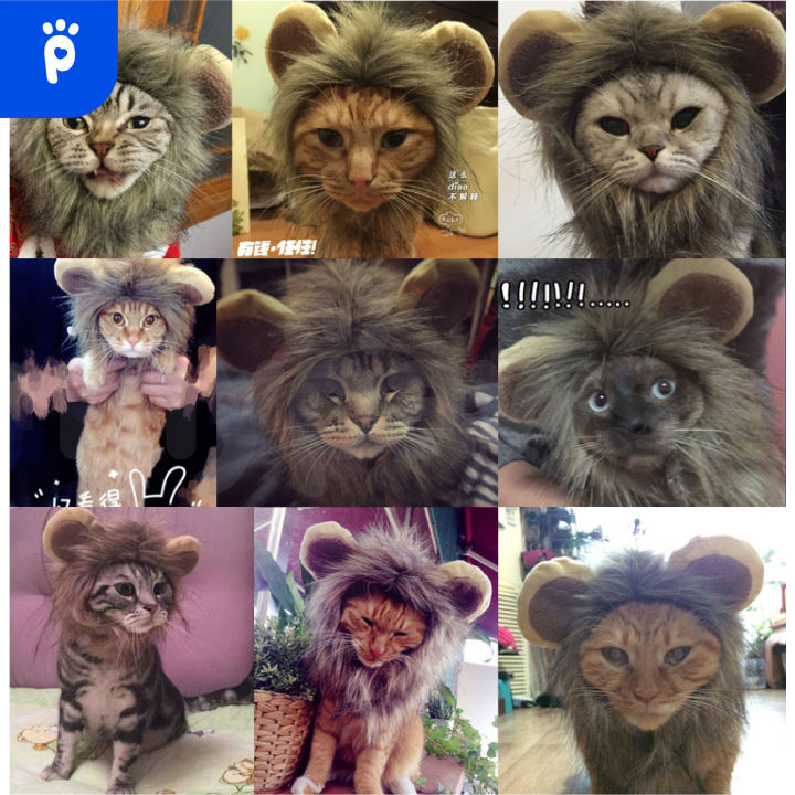 my-paws-หมวกสัตว์เลี้ยง-d-ที่คาดหัวแมว-ลายสิงโต-lion-hat-แปลงโฉมน้องแมวเป็นสิงโต-น่ารักๆ
