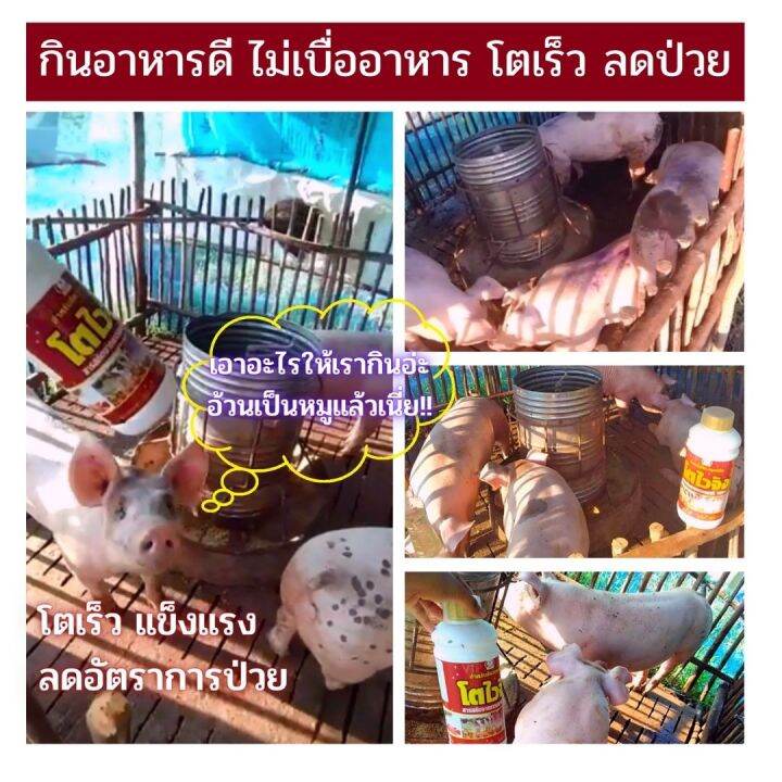 ส่งฟรีไม่ใช้โค๊ด-โตไวจัง-อาหารเสริม-ไคโตซาน-เร่งโต-บำรุง-สำหรับสัตว์ทุกชนิด