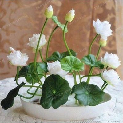 100 เมล็ด เมล็ดบัว ดอกสีขาว ดอกเล็ก พันธุ์แคระ จิ๋ว ของแท้ 100% เมล็ดพันธุ์บัวดอกบัว ปลูกบัว เม็ดบัว สวนบัว บัวอ่าง Lotus Waterlily seed