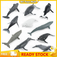 จำลองทะเล Sea Life ปลาวาฬ Figurines Beluga หลังค่อมปลาวาฬแอ็คชั่นมหาสมุทรสัตว์รุ่นเครื่องประดับของเล่น