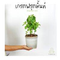 ขายดีอันดับ1 T225 เกรฟฟรุตมิ้นต์ Grapefruit Mint (ส่งแบบถุงดำ) กลิ่นหอม ใบใหญ่สวย ใช้ปรุงและประดับอาหาร !สุดพิเศษ! ส่งทั่วไทย ต้นไม้ ฟอก อากาศ กระถาง ต้นไม้ ไม้ ประดับ ต้นไม้ ปลูก ใน บ้าน