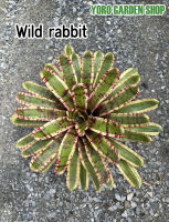 สับปะรดสี Wild rabbit  [แถมกาบมะพร้าว2ลิตร] ขนาดกระถาง 6นิ้วพร้อมปลูก ต้นใหญ่พร้อมจัดสวน จัดส่งแบบถอดกระถาง