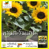 ซื้อ 1 แถม 1，50 เมล็ด (ไม่ใช่พืช)เมล็ดพันธุ์ ทานตะวันแคระ Big Smile Sunflower Seed เมล็ดพันธุ์แท้100% นำเข้าจากต่า