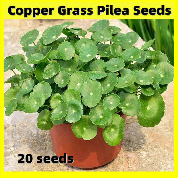 bonsai-copper-grass-pilea-seeds-20-seeds-hydroponics-copper