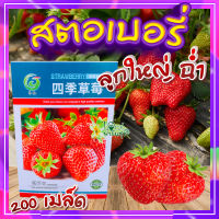 เมล็ดสตอเบอรี่ 200 เมล็ด ?Strawberry Giant Seeds เมล็ดพันธุ์แท้100% เมล็ดนำเข้า สตรอเบอร์รี่ ยักษ์??