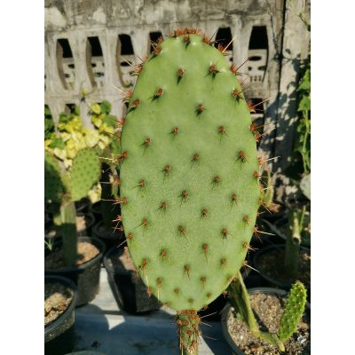 ( สุดคุ้ม+++ ) opuntia aciculata ราคาถูก พรรณ ไม้ น้ำ พรรณ ไม้ ทุก ชนิด พรรณ ไม้ น้ำ สวยงาม พรรณ ไม้ มงคล