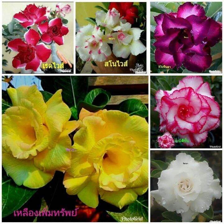 12-เมล็ด-เมล็ดพันธุ์-ชวนชม-สายพันธุ์ฮอลแลนด์-คละสี-adenium-seeds-กุหลาบทะเลทราย-desert-rose-ราชินีบอนไซ-อัตรางอก-80-90-มีคู่มือปลูก