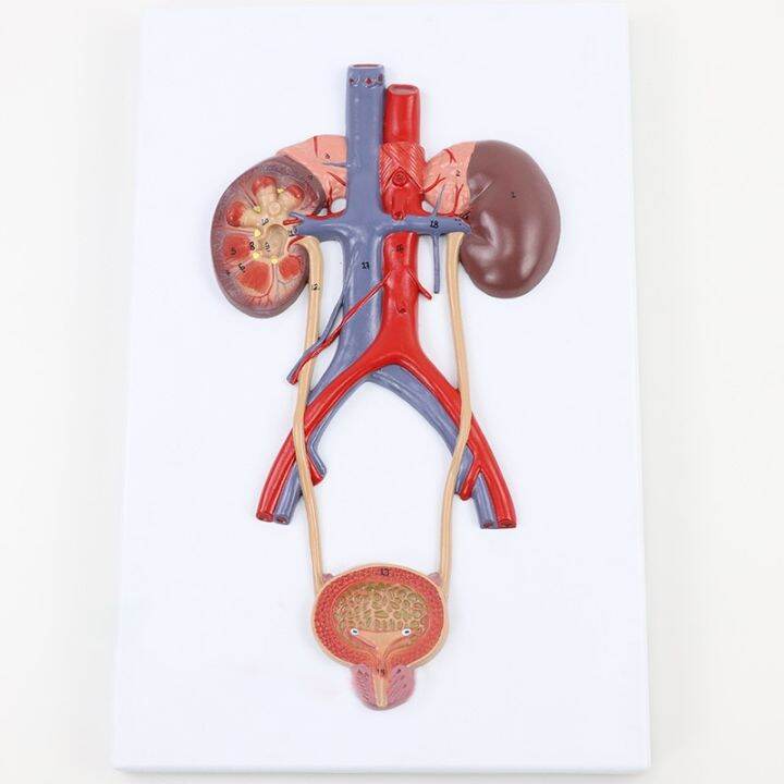 Male Urinary System Bladder Ureter Kidney Anatomy Model Medical Science ...