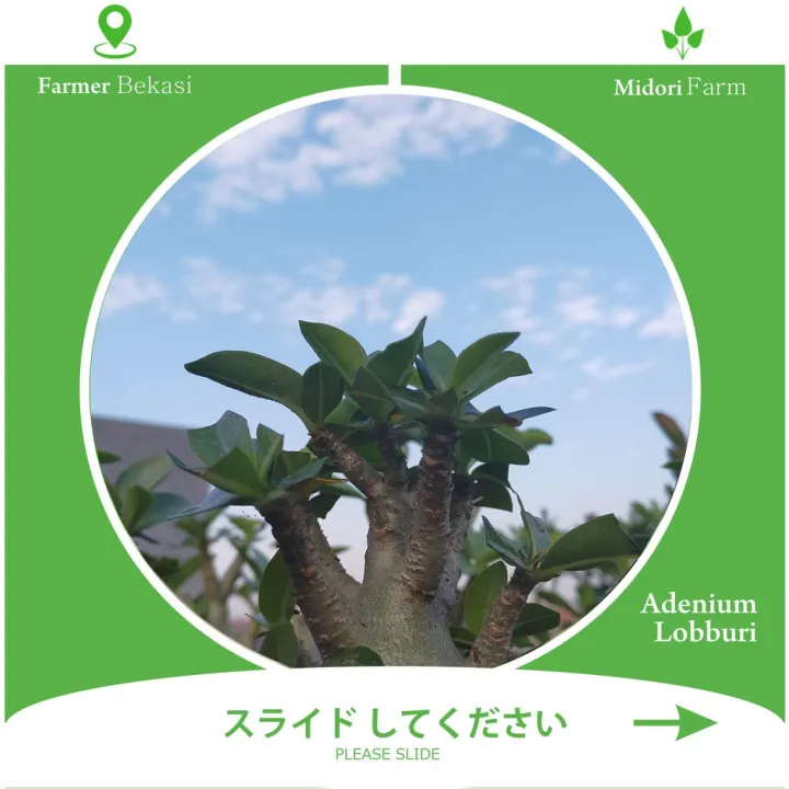 Adenium Arabicum Lobburi Size A (Bonggol Besar) Lazada Indonesia