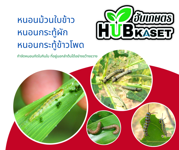 ฟิโพรนิล-ฟีโนบูขาบ-ตรากระทิงคู่-1ลิตร-ฟิโพรนิล-ฟีโนบูขาบ-ป้องกันกำจัดเพลี้ยหอยนาสาร-เพลี้ยไก่แจ้-หนอนกระทู้กัดใบข้าว