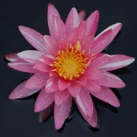 เมล็ดสายต่างประเทศ (Night Blooming Water Lily) ขาวแกมชมพู 5 เมล็ด