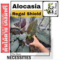 Alocasia Regal Shield อโลคาเซีย รีกัล ชิลด์