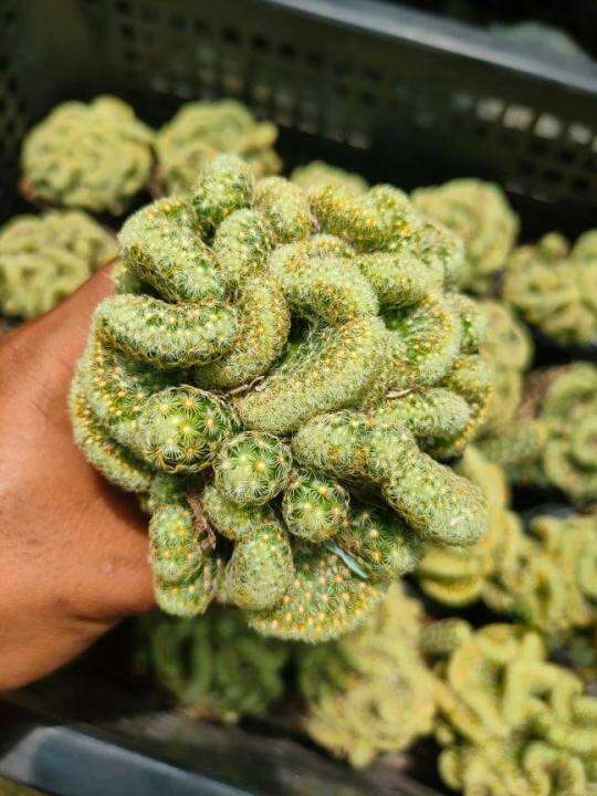 Brain Cactus V2 Rare Cactus with FREE plastic pot, pebbles and garden