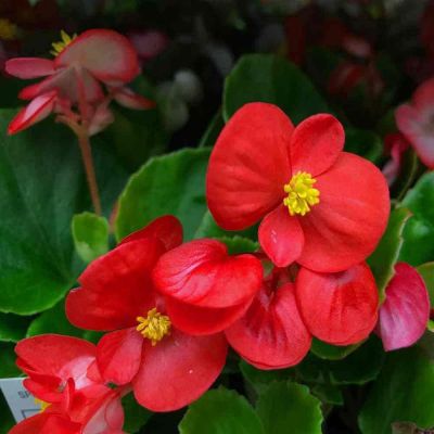 15 เมล็ดพันธุ์ ต้นบีโกเนีย Begonia Seeds เป็นดอกไม้ ต้นไม้ ที่แทนสัญลักษณ์แห่งความรัก อัตราการงอกสูง 80-85%