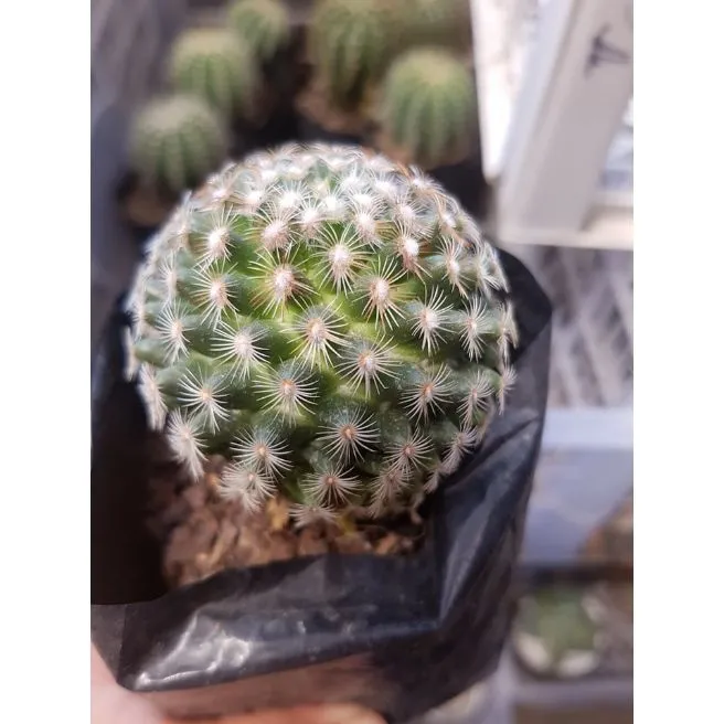 Cactus Powder Puff Lazada PH