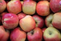 20 เมล็ด เมล็ดแอปเปิ้ล สายพันธุ์ พิงค์เลดี้ (Pink Lady Apple)  อัตราการงอก 70-80% Apple seeds