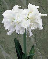 1 หัวว่าน ว่านสี่ทิศฮอลแลนด์ Amaryllis Snow White 18-24 ซม สินค้านำเข้า แช่เย็นแล้ว หัวขนาดใหญ่ สินค้าจำนวนจำกัด