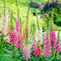 เมล็ดพันธุ์ ดอกฟ๊อกเลิฟ ดิจิทาลิส digitalis purpurea foxglove excelsior 1000 เมล็ด เมล็ดพันธุ์นำเข้าจาก อังกฤษ