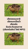 เสียงธรรมชาติ เสียงนกเป็ดน้ำ  เสียงชัด รับประกันคุณภาพ (เสียงต่อสัตว์ ไฟล์ MP3)