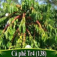 Cây cà phê vối TR4 cao sản_TRUNG TÂM CÂY GIỐNG EAKMAT TÂY NGUYÊN