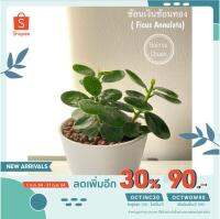 Promotion [ลด30% ใส่ OCTINC30] พร้อมส่ง l ช้อนเงินช้อนทอง Ficus Annulata  60 พร้อมส่ง พรรณ ไม้ น้ำ พรรณ ไม้ ทุก ชนิด พรรณ ไม้ น้ำ สวยงาม พรรณ ไม้ มงคล