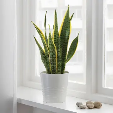 Artificial Snake Plant Fake Flower Simulation Succulent Agave Home