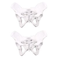 2X Female Anatomy Pelvis Pelvic Skeleton Throat Anatomical Anatomy Skull Sculpture Head Body Model