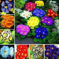 100 เมล็ด เมล็ดพันธุ์ mixed color Primula Seeds Colorful Flowers Seeds Potted Flower Plant Seed Gardening Supplies เมล็ดดอกไม้สวย (ต้นไม้มงคล ต้นไม้ฟอกอากาศ เมล็ดพันธุ์พืช เมล็ดดอกไม้ พรรณไม้ ต้นไม้ พันธุ์ไม้ผล ผักสวนครัว plants )