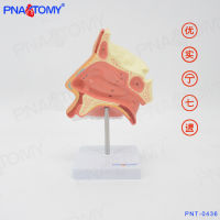 Spot parcel post Nasal Anatomy Model Ent Teaching Respiratory Nasal Cavity Model Nose Model 1 than 1 Gift