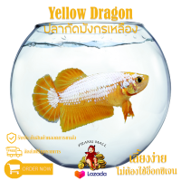 ปลากัดมังกรเหลือง เพศ เมีย " Yellow Dragon " Prang Mall มีรับประกันตลอดการส่ง