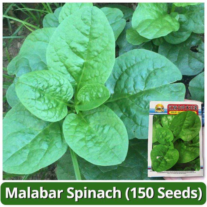 High Yield Malabar Spinach Seeds (150 Seed) Gynura Cusimbua Vegetable ...